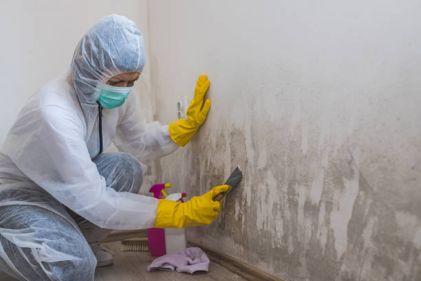 Attic Mold Removal in Jefferson Hills, PA