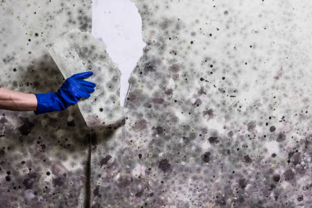 Mold Testing and Removal in Jefferson Hills, PA